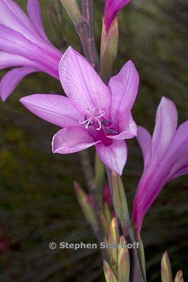 watsonia borbonica ssp ardernei 3 graphic